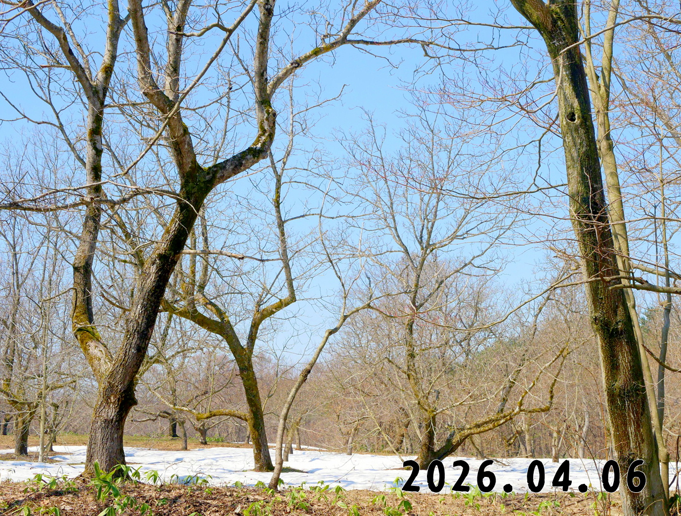 森の中の果樹園のクリ