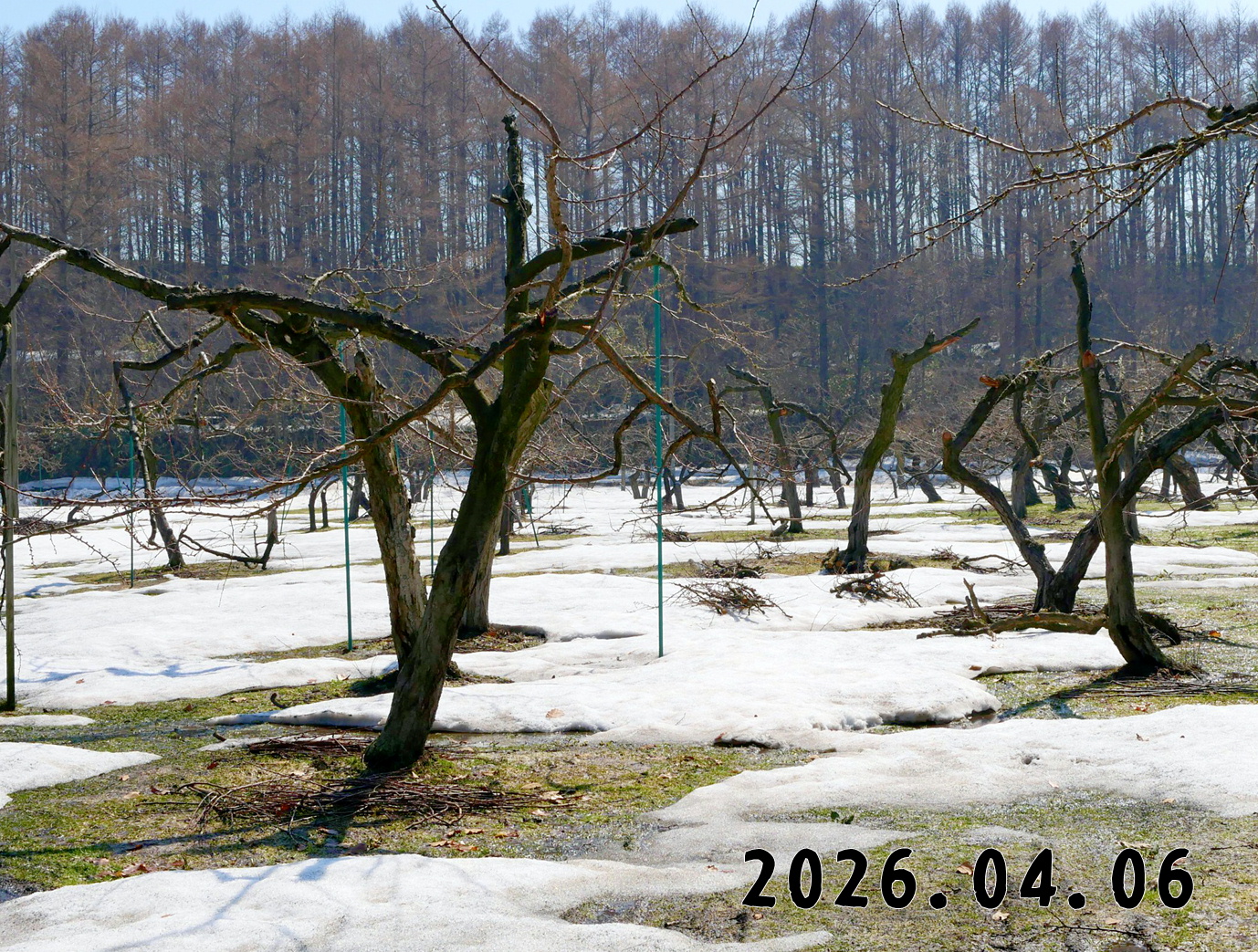 森の中の果樹園のプラム