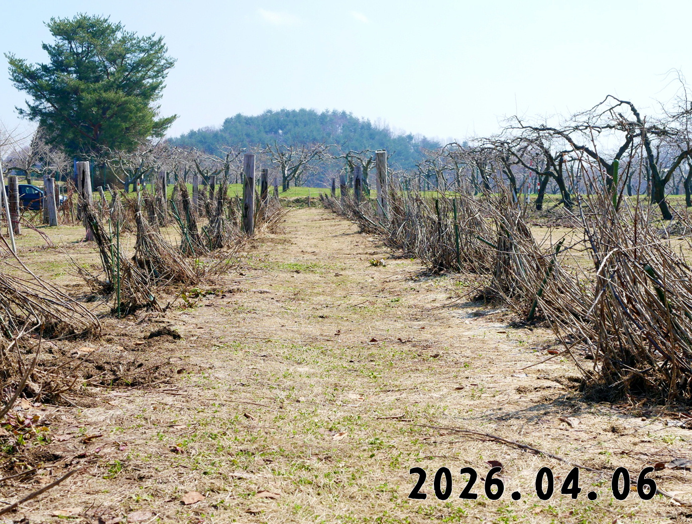 森の中の果樹園のすぐり