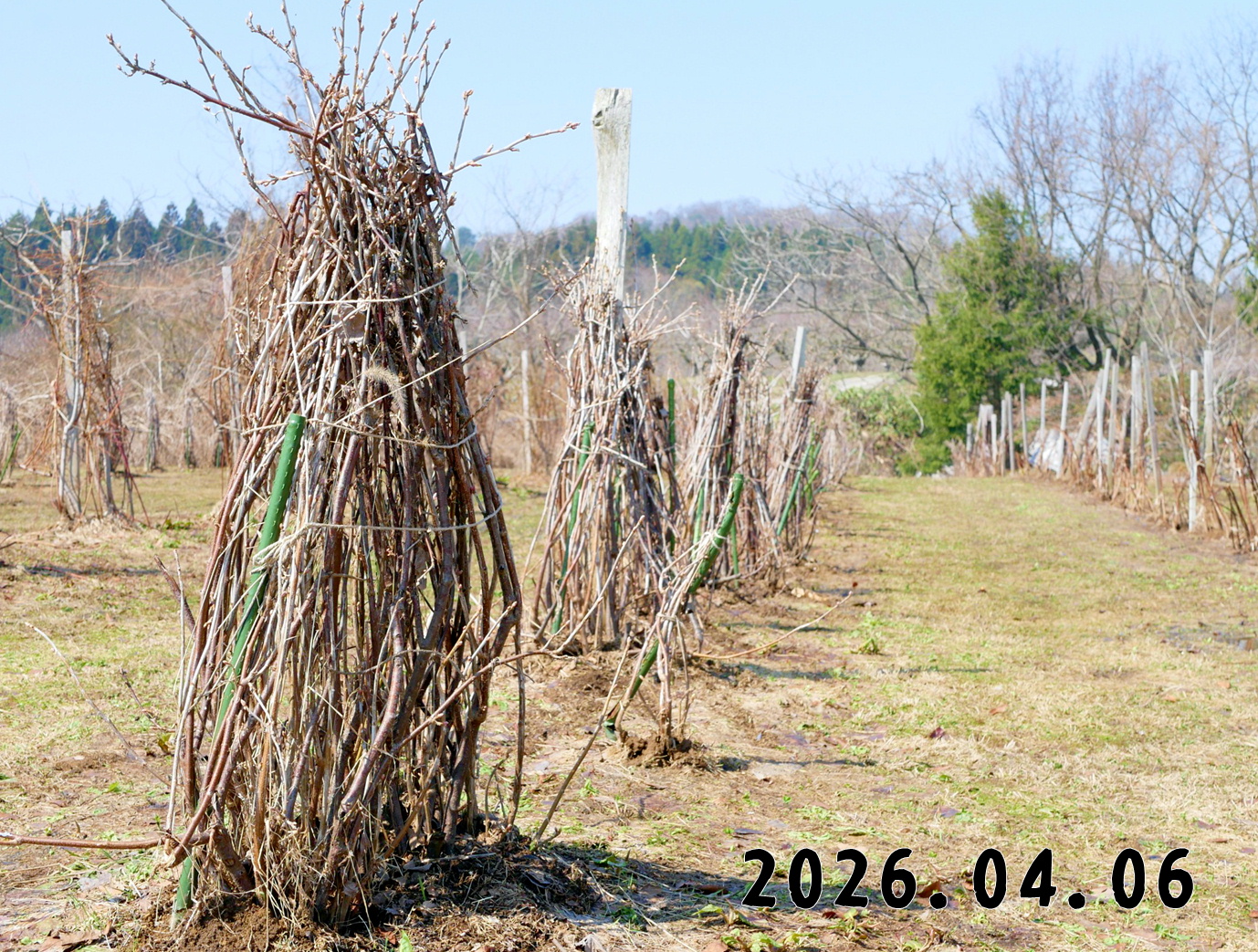 森の中の果樹園のカシス
