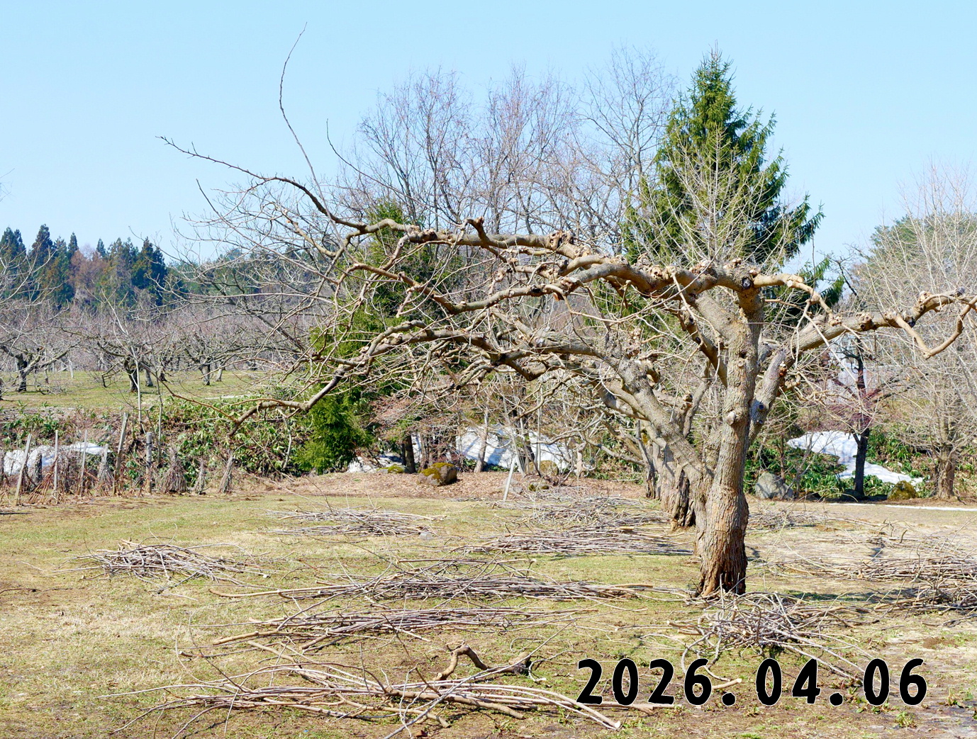 森の中の果樹園の桑の実