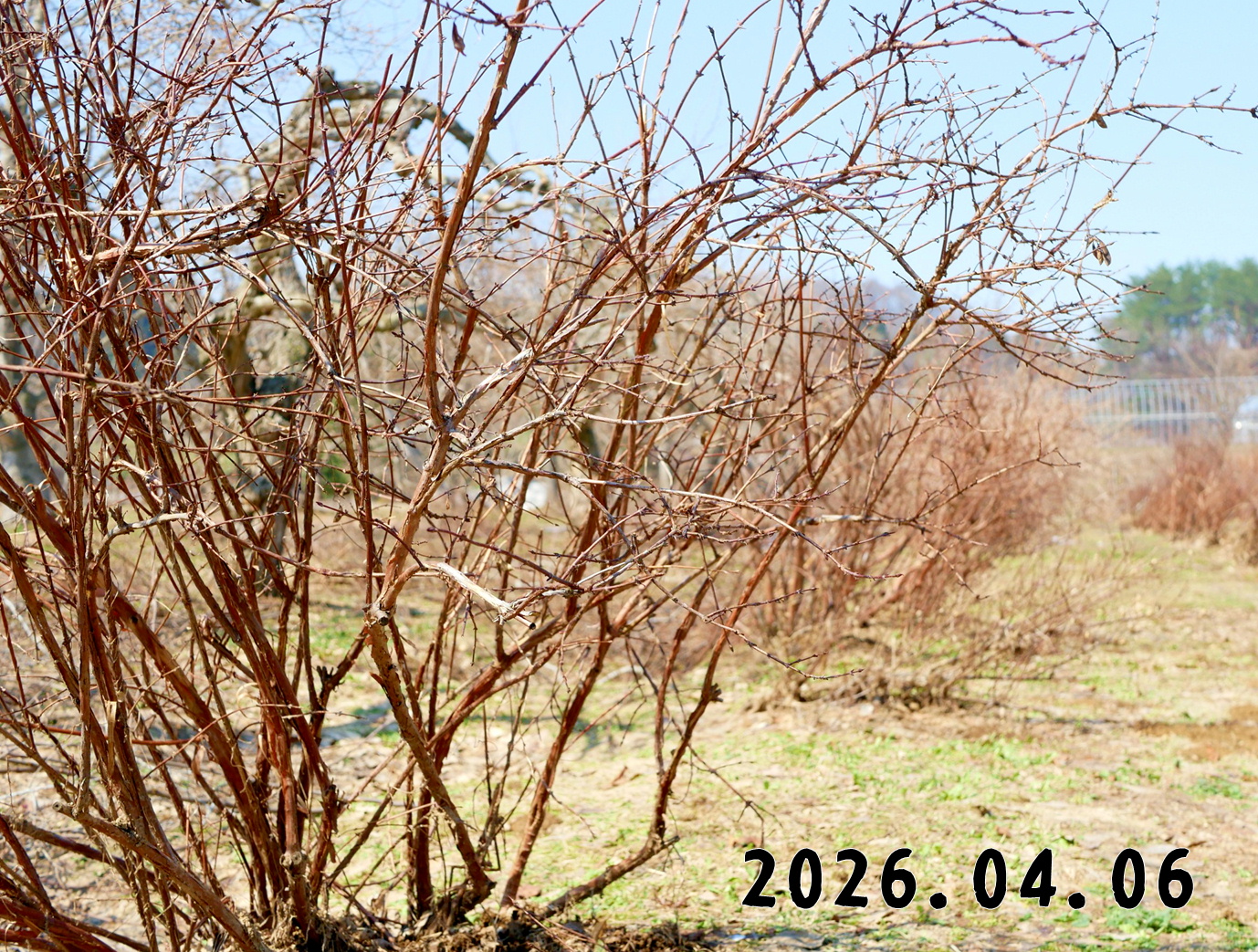 森の中の果樹園のハスカップ