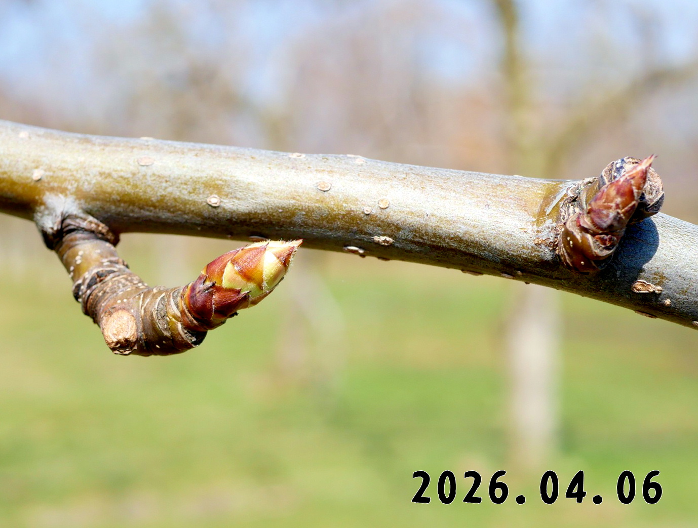 森の中の果樹園のナシ