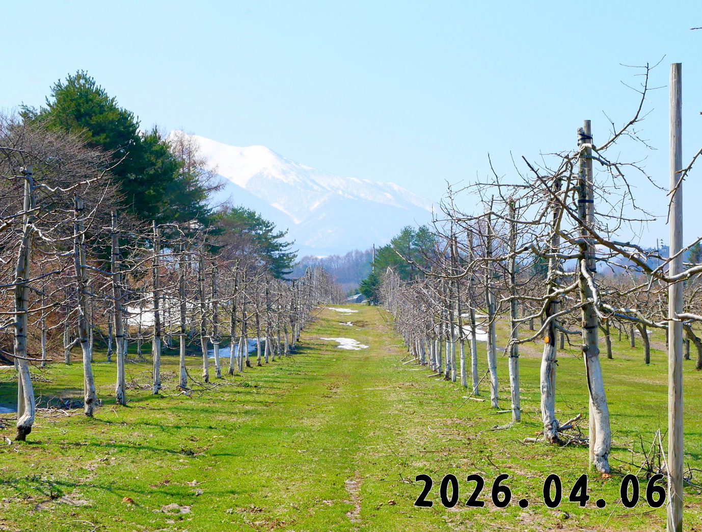 森の中の果樹園のリンゴ