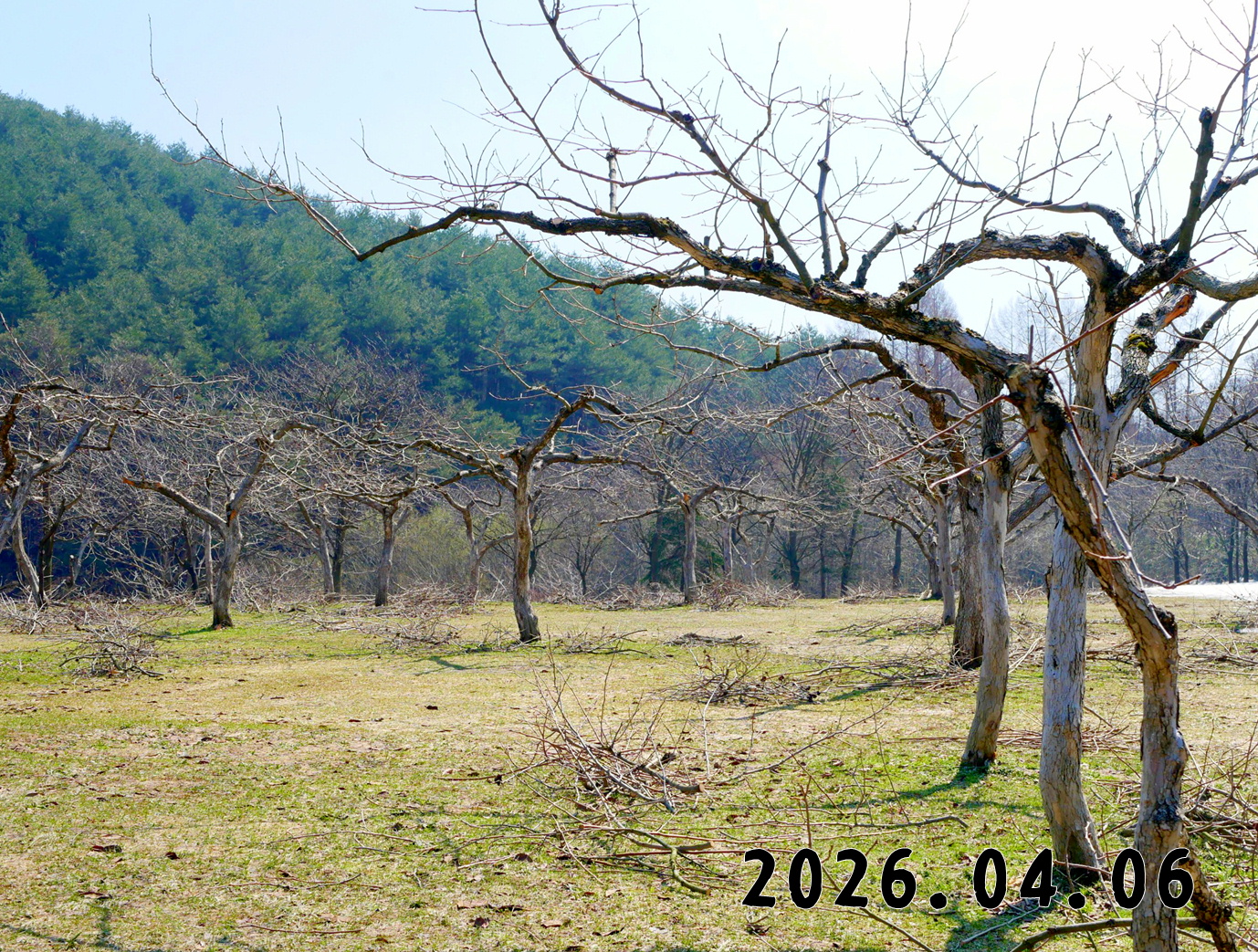 森の中の果樹園のカキ