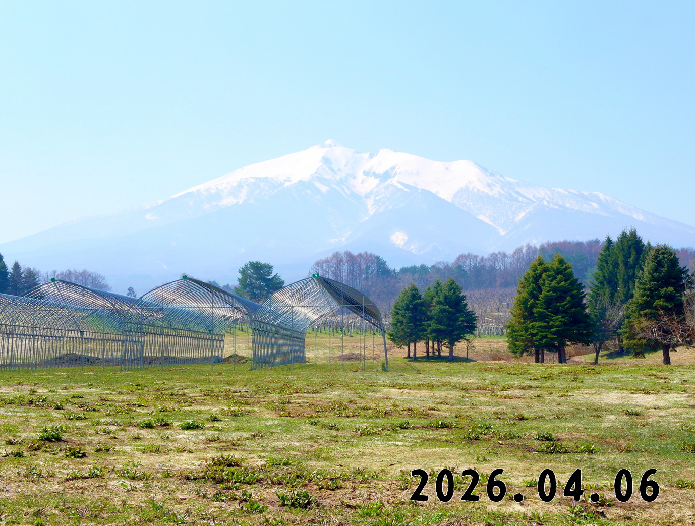 森の中の果樹園のくだもの狩り