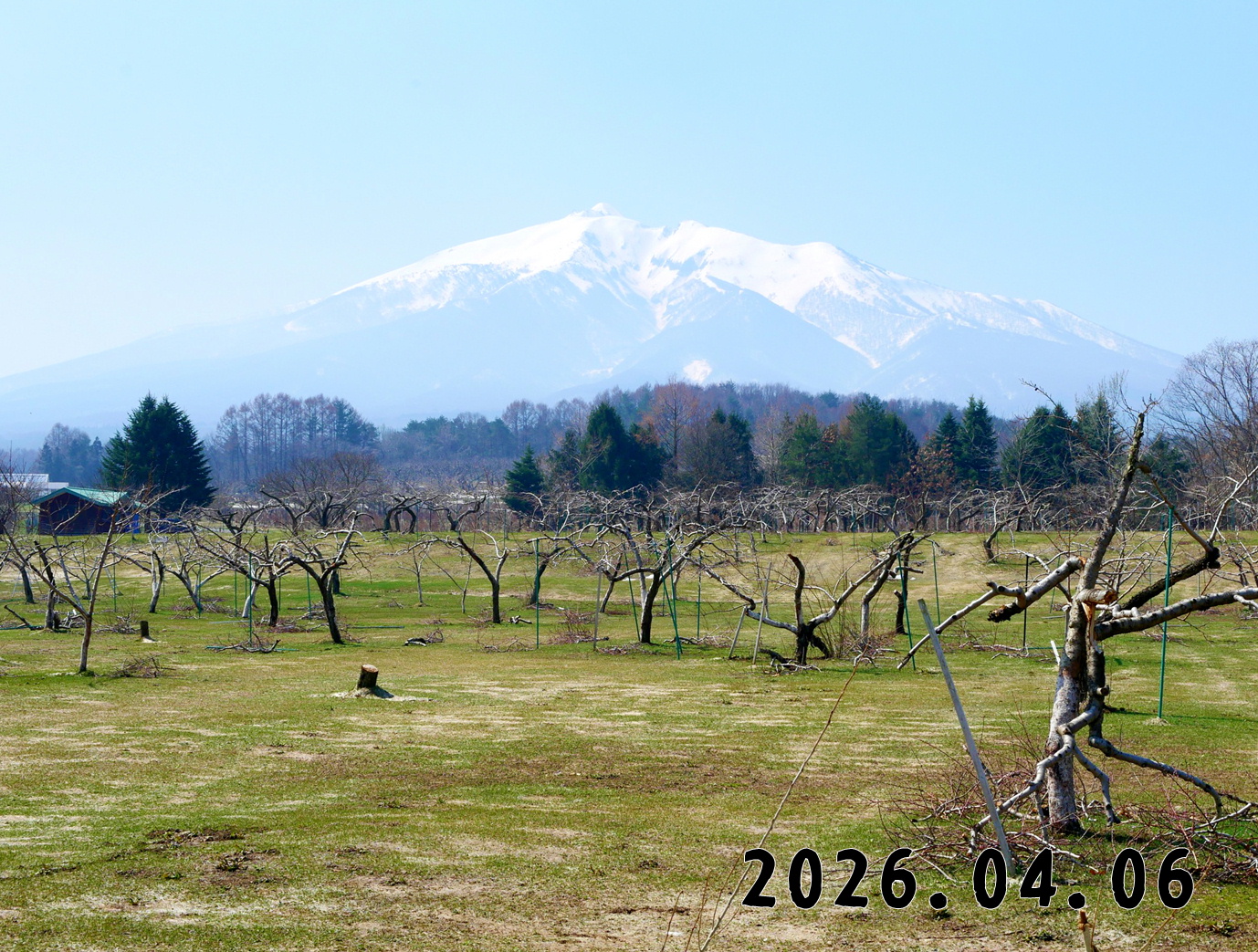森の中の果樹園のモモ