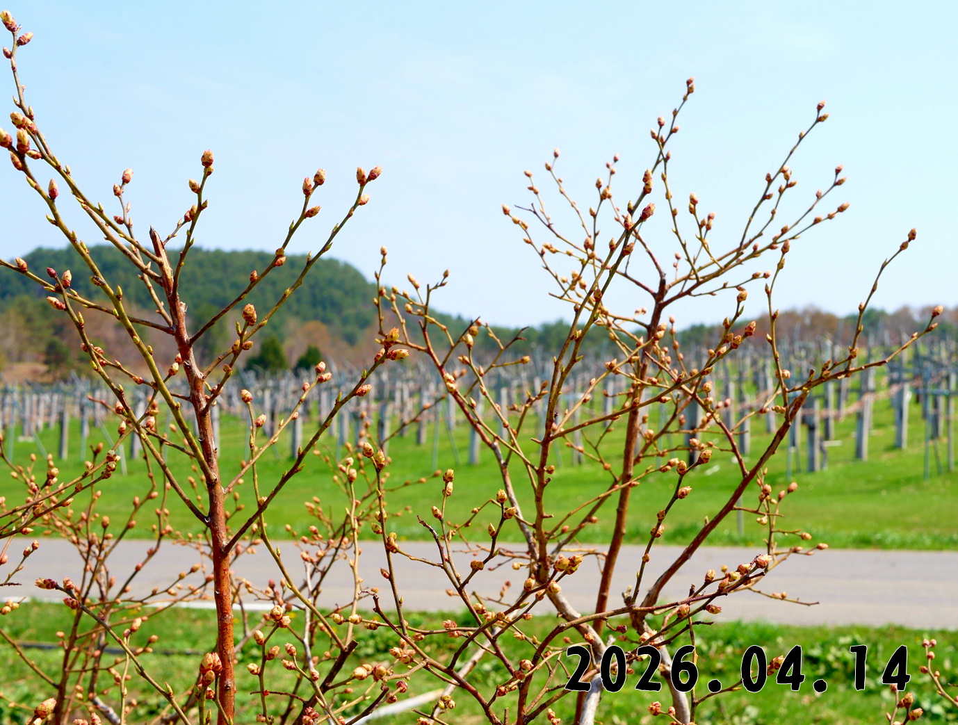 森の中の果樹園のブルーベリー