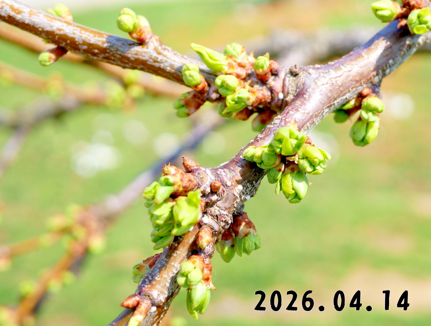 森の中の果樹園のプラム