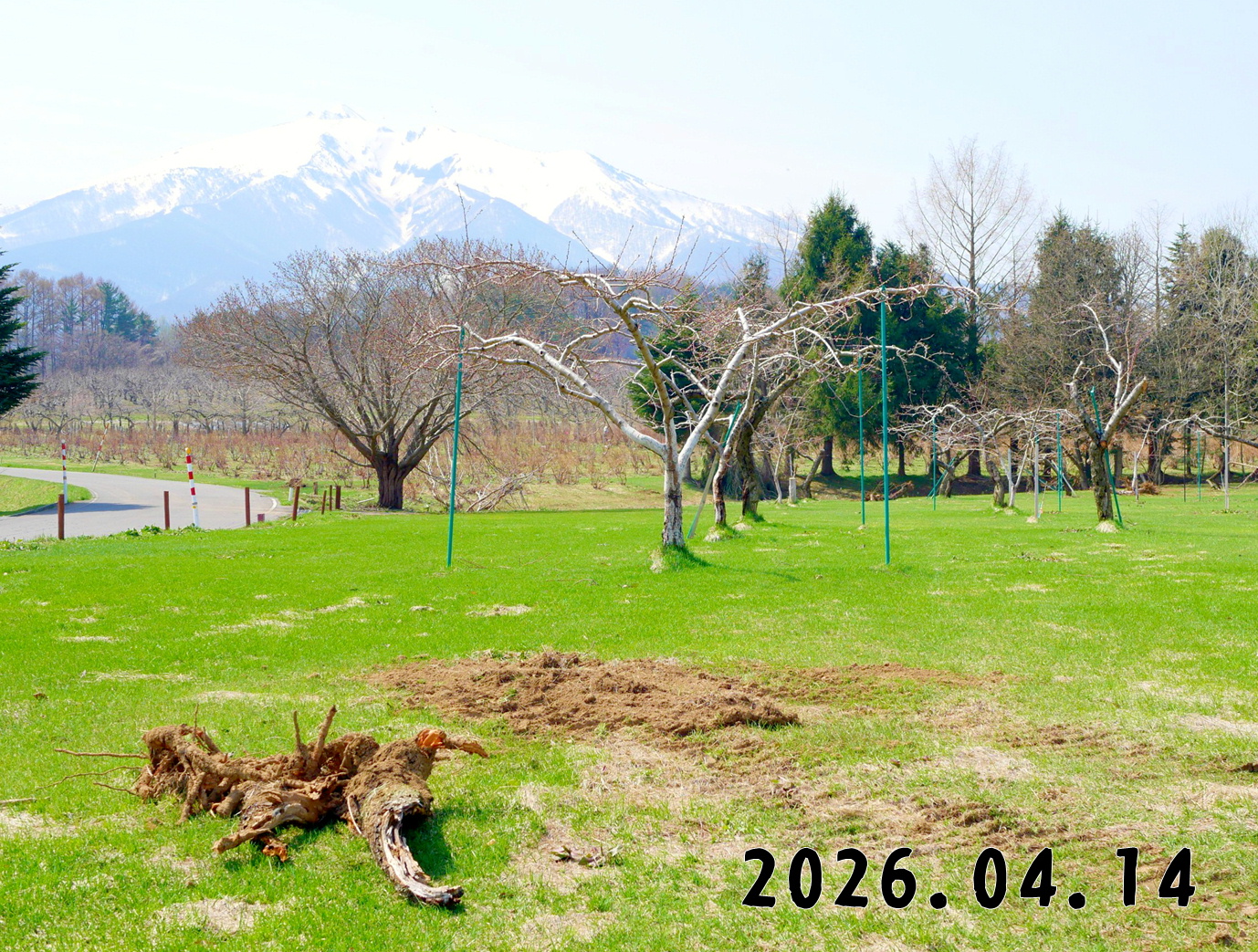 森の中の果樹園のモモ