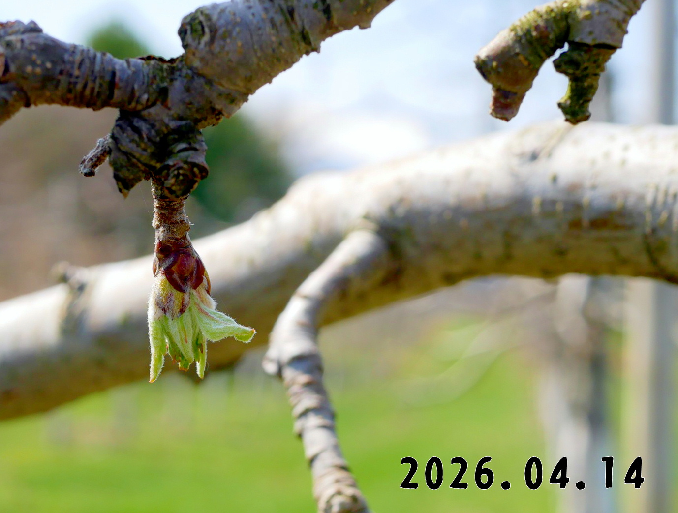 森の中の果樹園のリンゴ