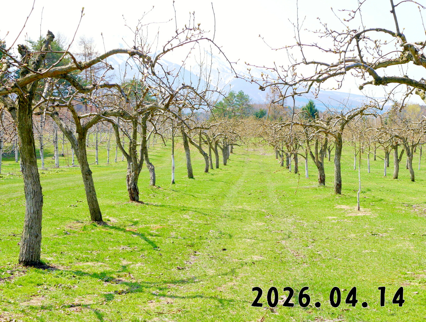 森の中の果樹園のナシ