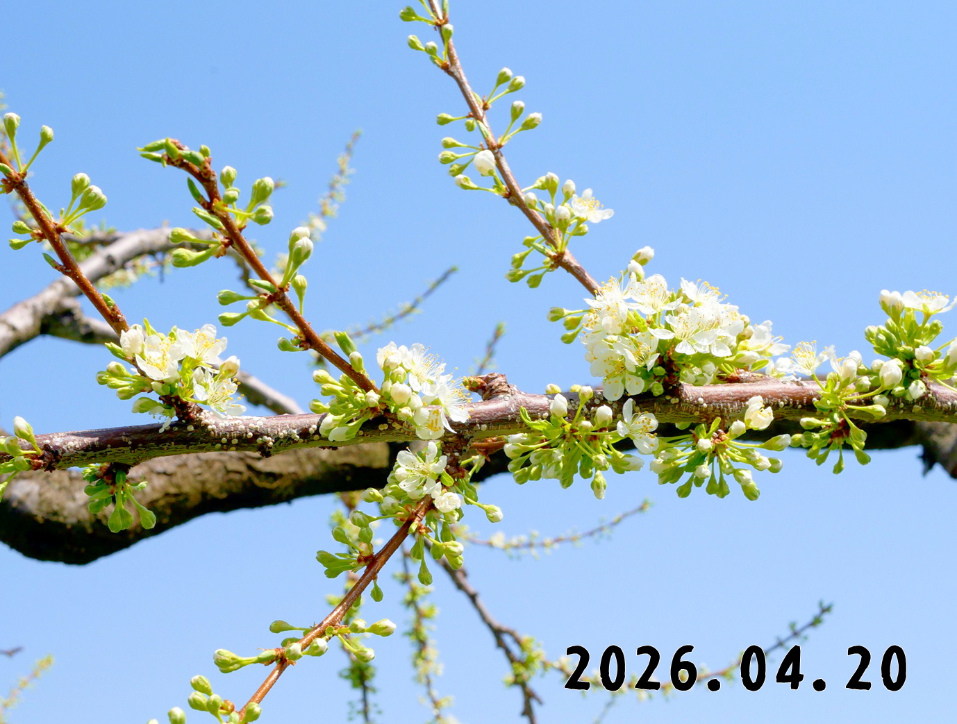 森の中の果樹園のプラム