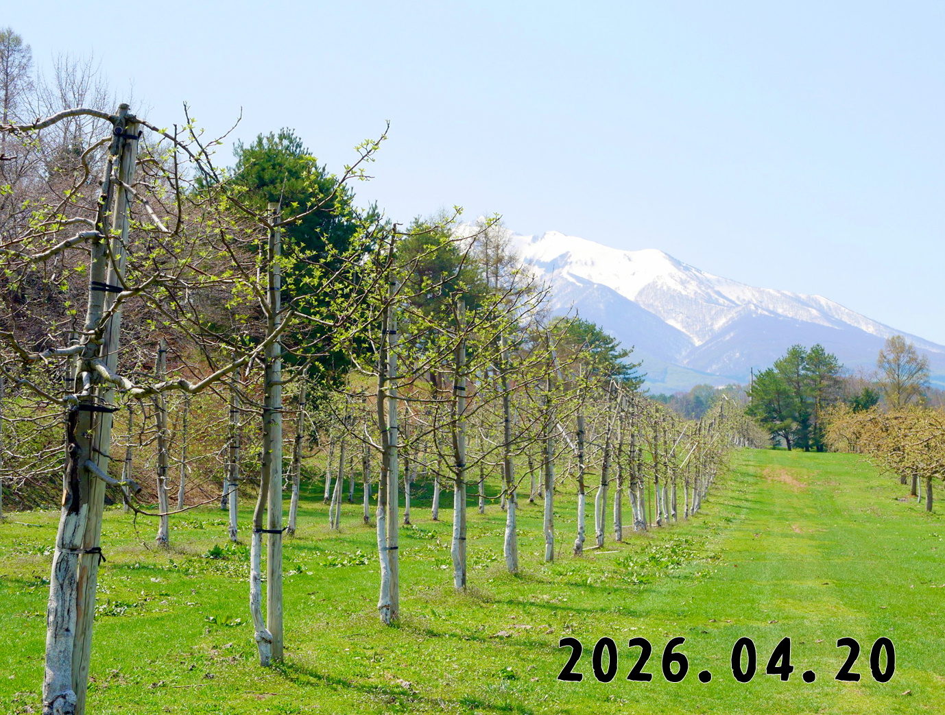 森の中の果樹園のリンゴ