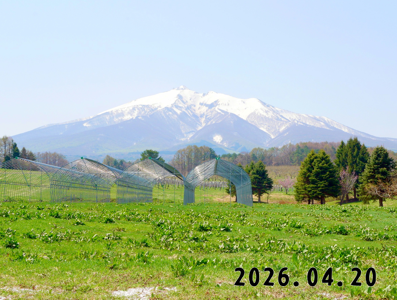 森の中の果樹園のくだもの狩り