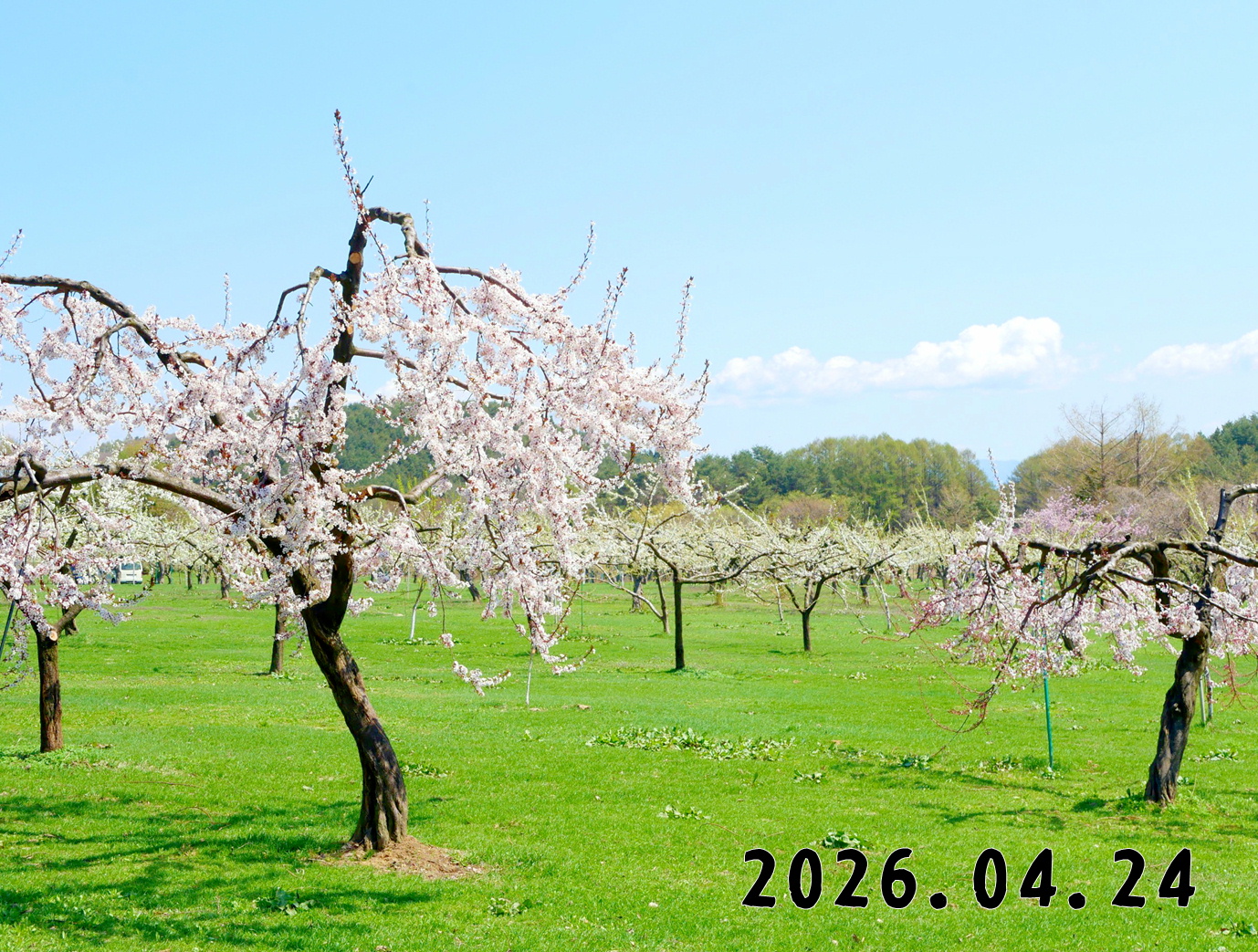 森の中の果樹園のプラム