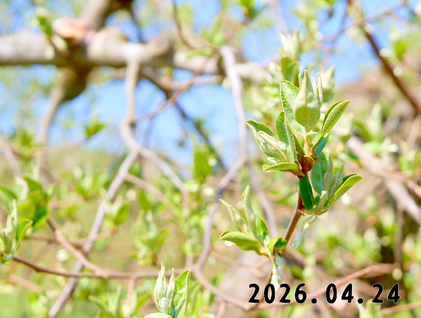 森の中の果樹園のグミ