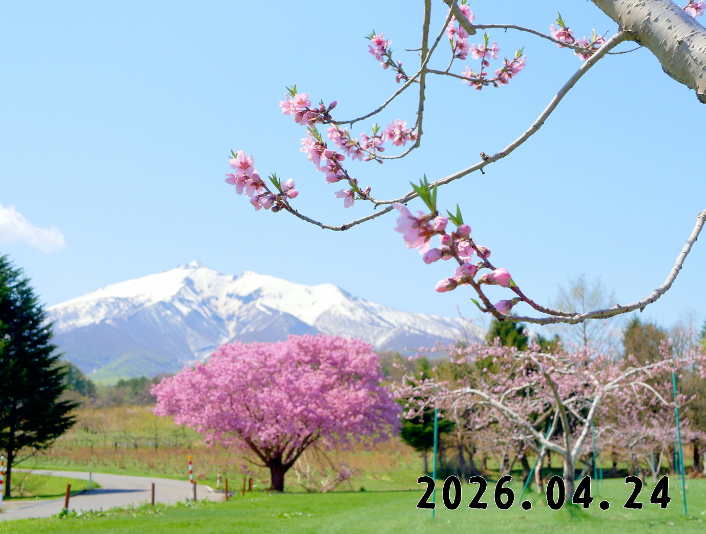 森の中の果樹園のモモ