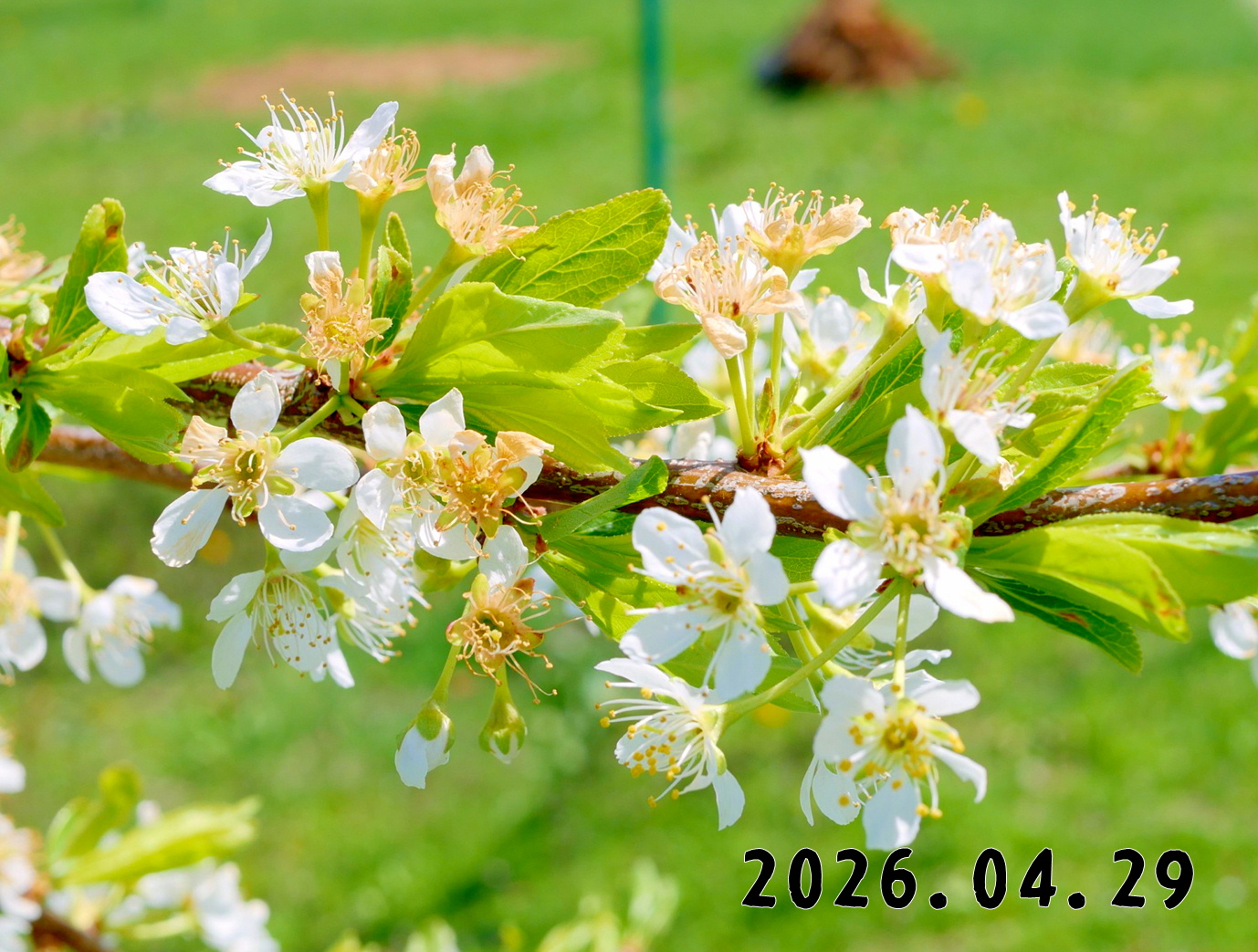 森の中の果樹園のプラム