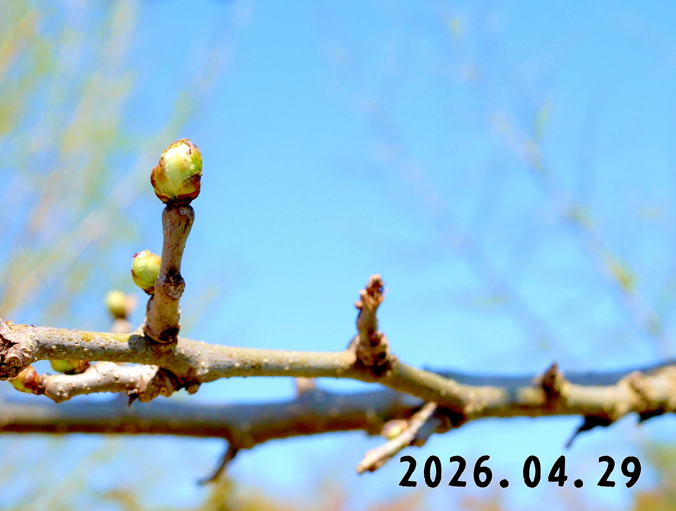 森の中の果樹園の桑の実