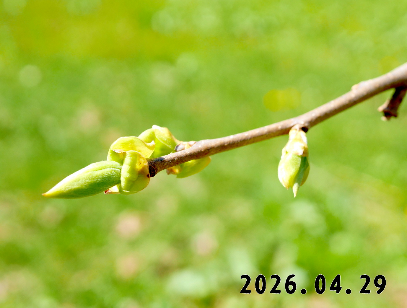 森の中の果樹園のカキ