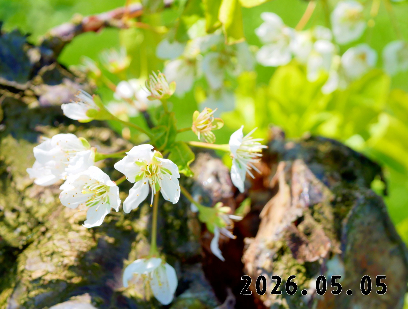 森の中の果樹園のプラム
