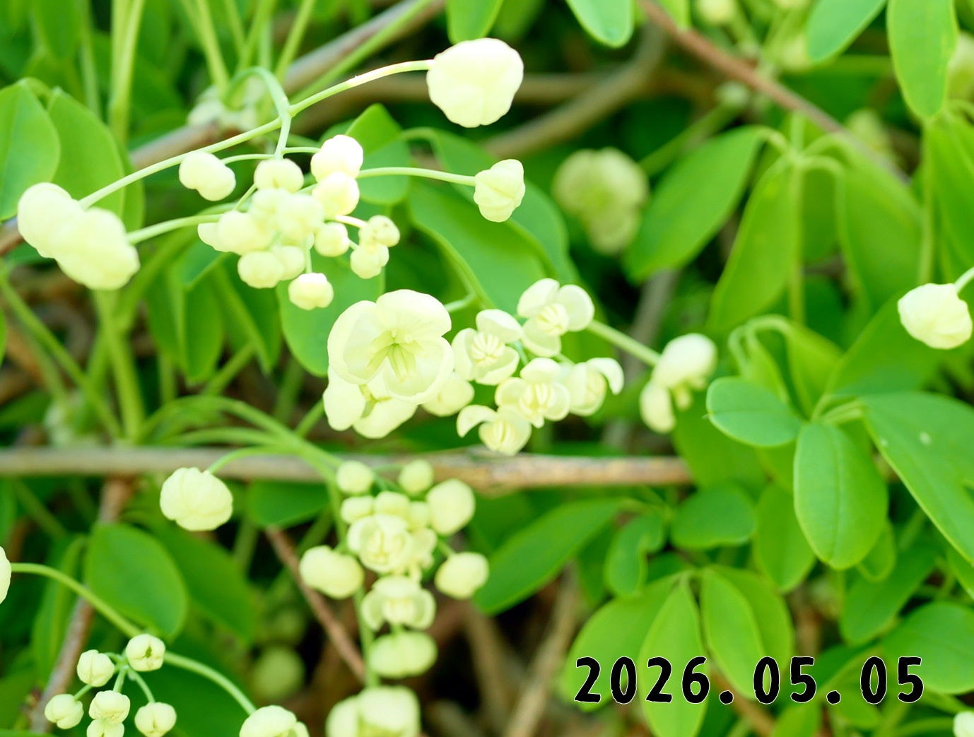 森の中の果樹園のアケビ