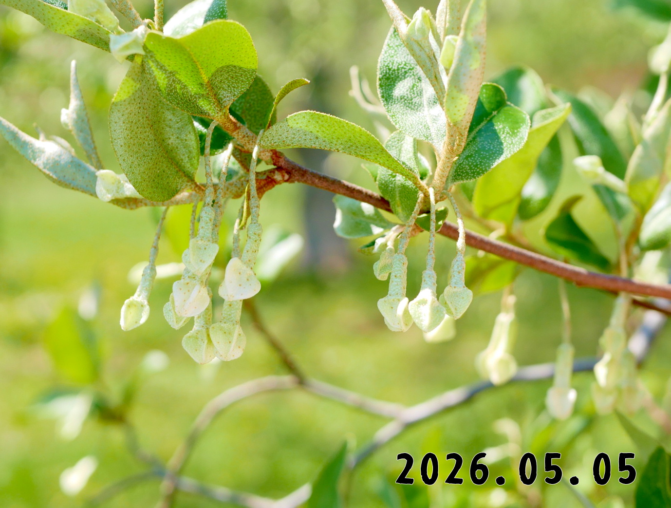森の中の果樹園のグミ