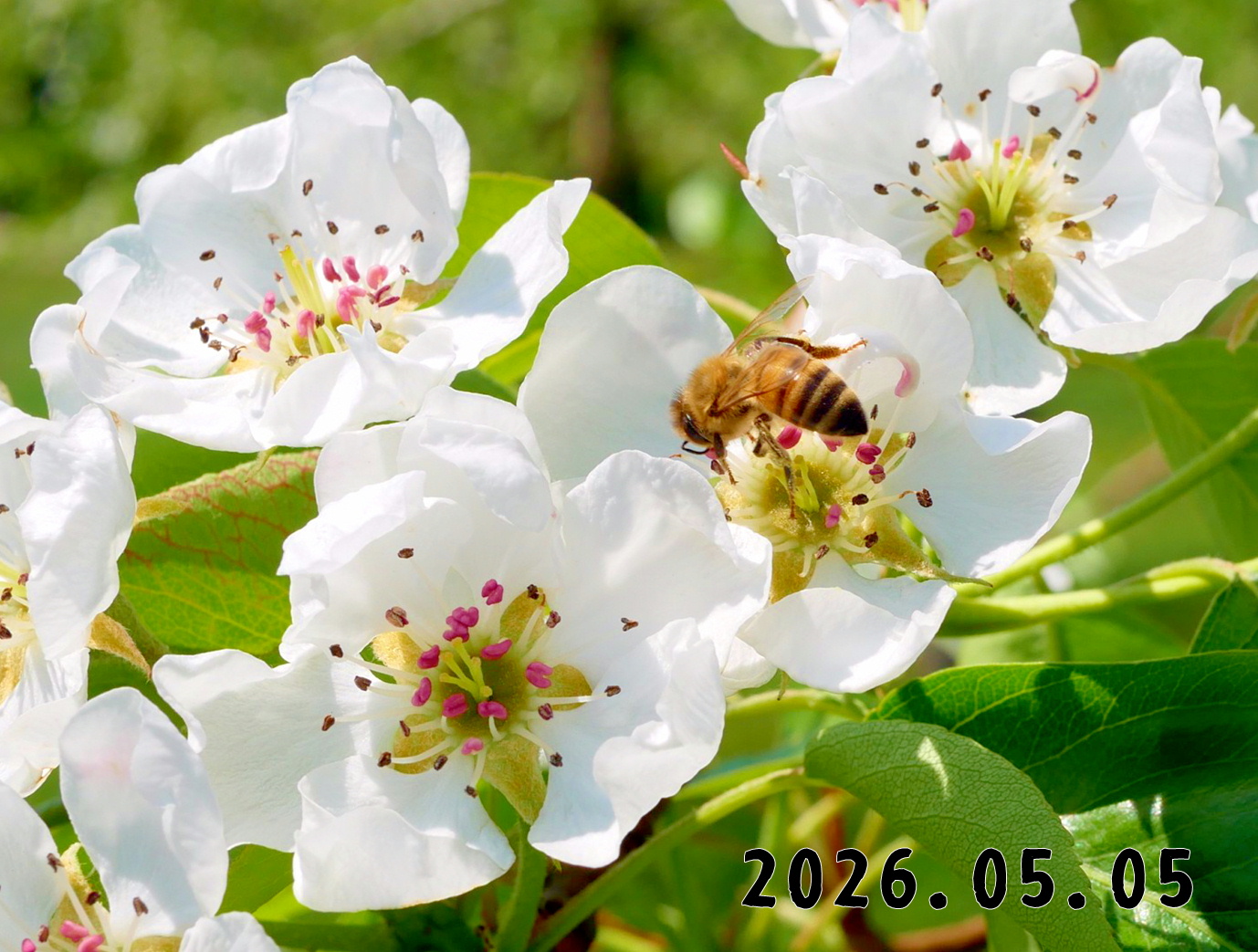 森の中の果樹園のナシ