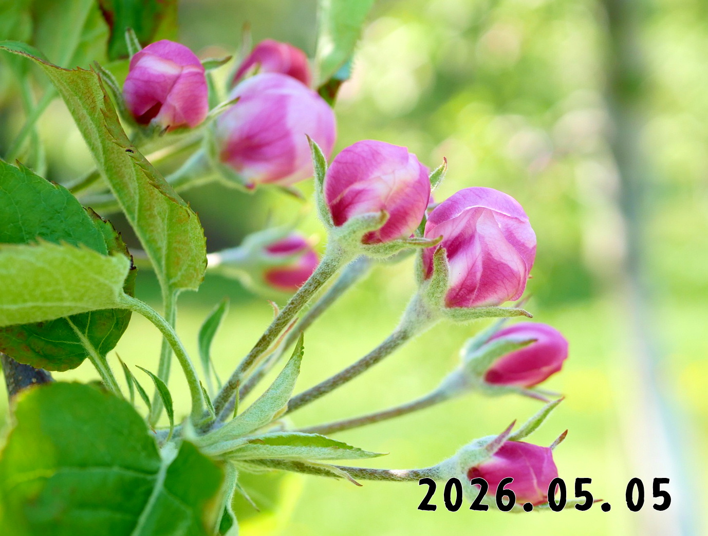 森の中の果樹園のリンゴ