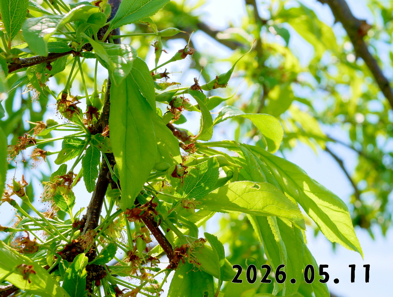 森の中の果樹園のプラム