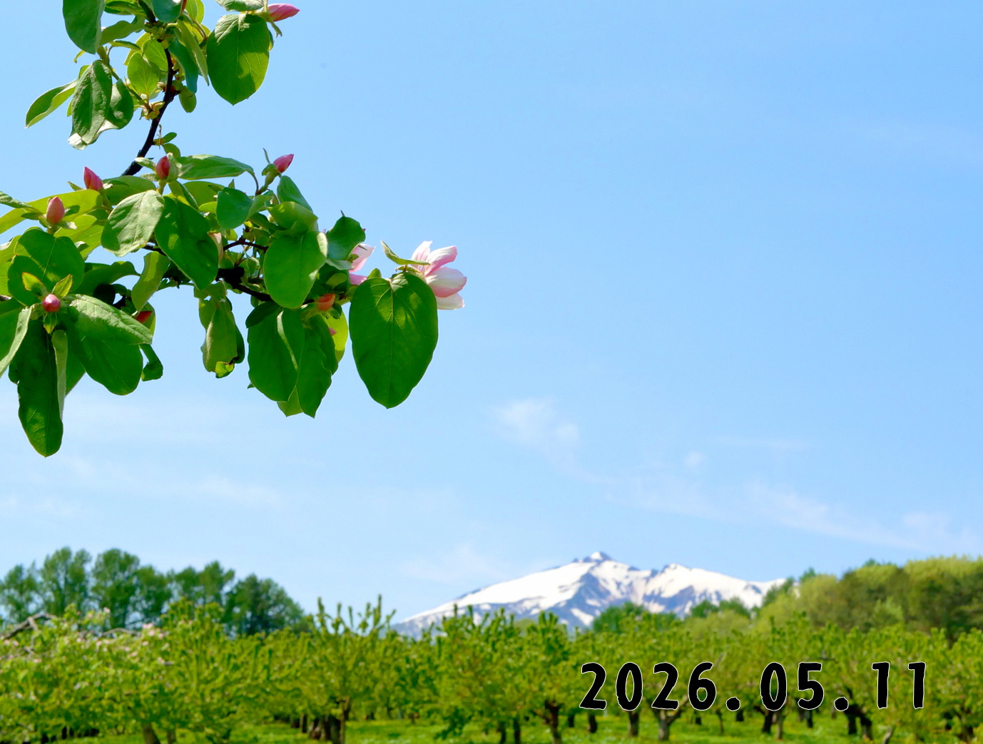 森の中の果樹園のマルメロ