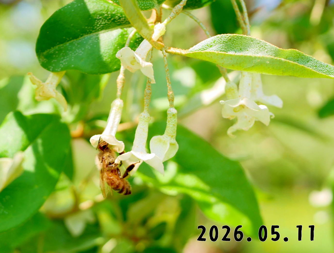 森の中の果樹園のグミ