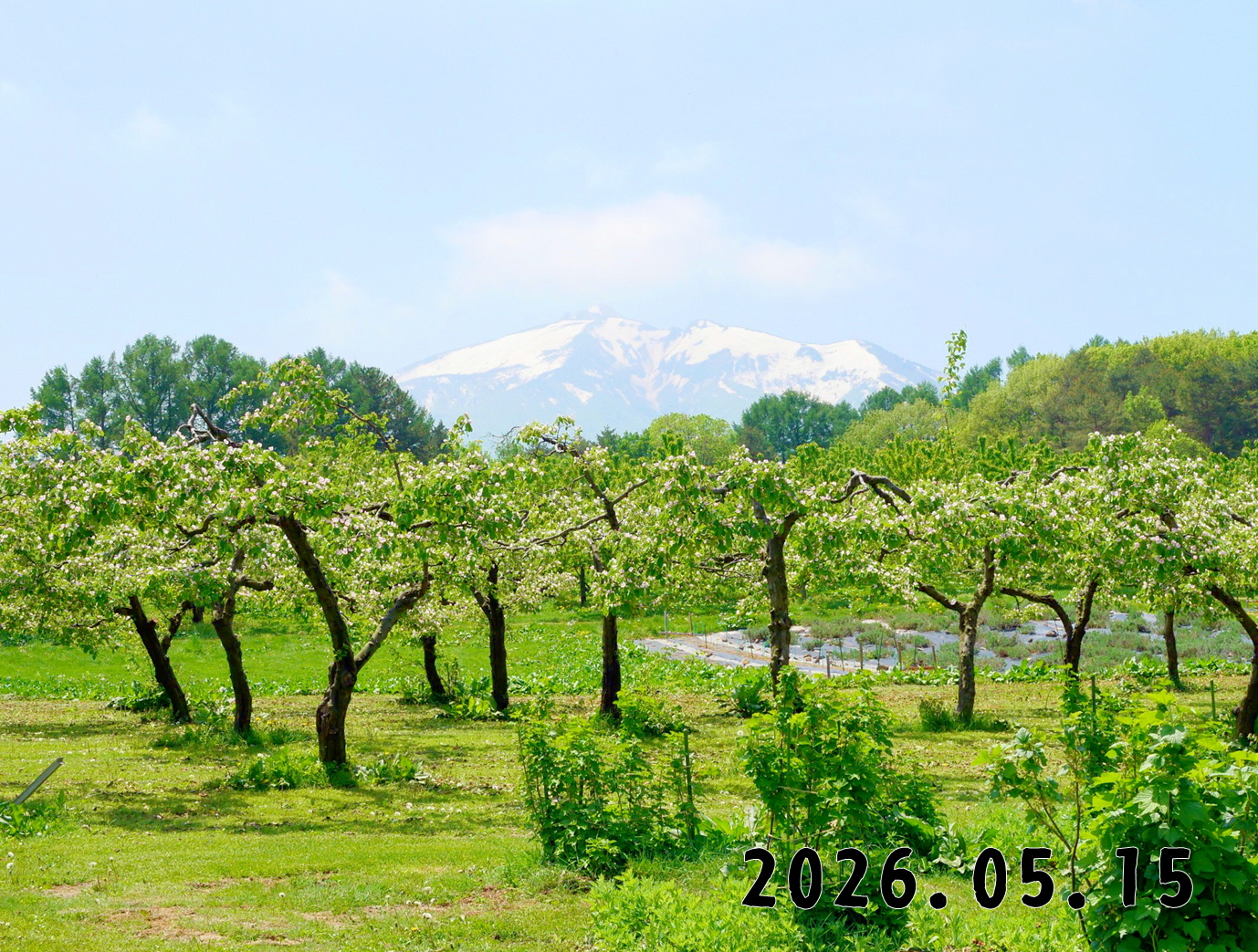 森の中の果樹園のマルメロ
