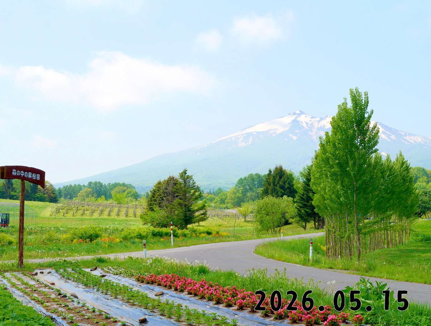 森の中の果樹園のくだもの狩り