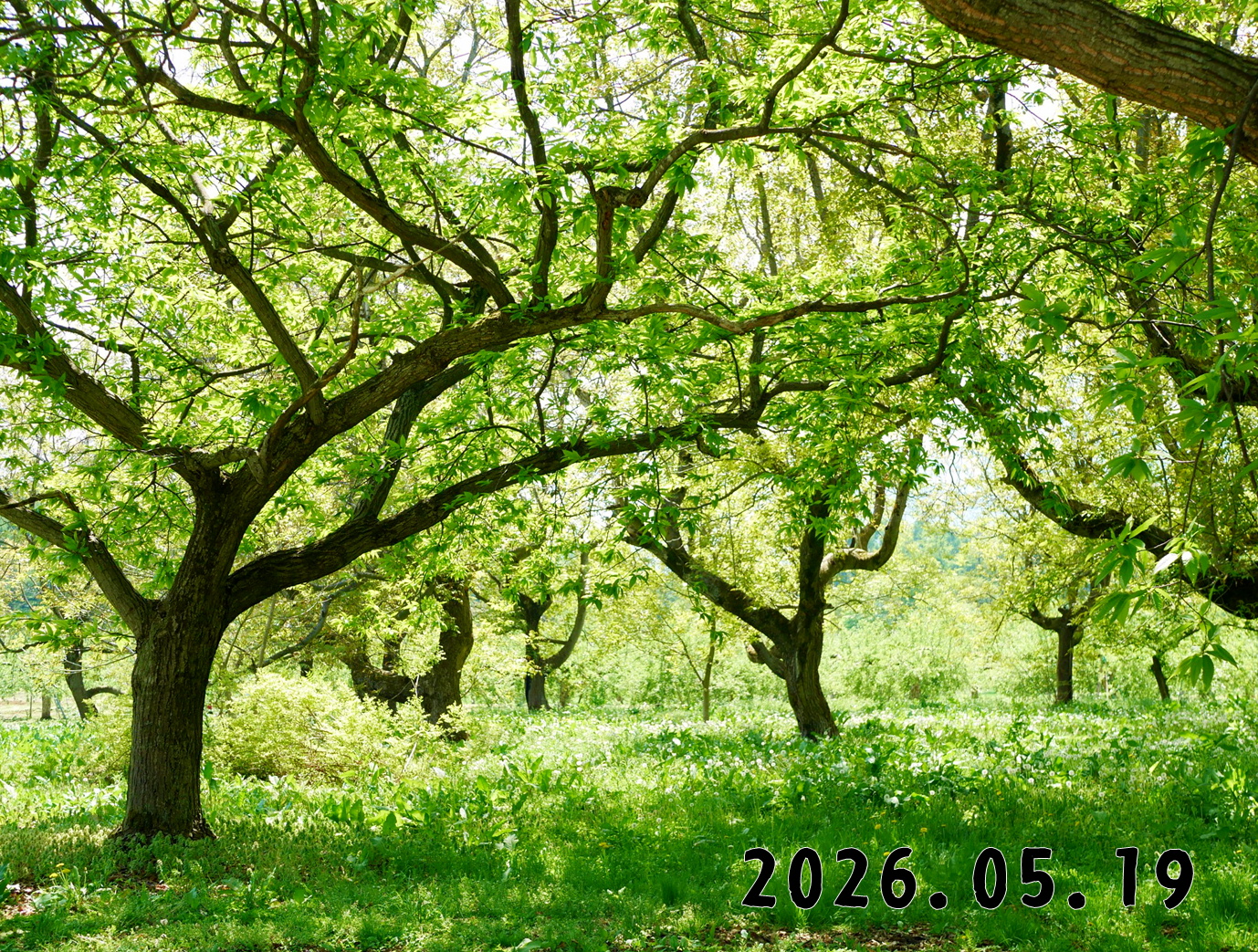森の中の果樹園のクリ