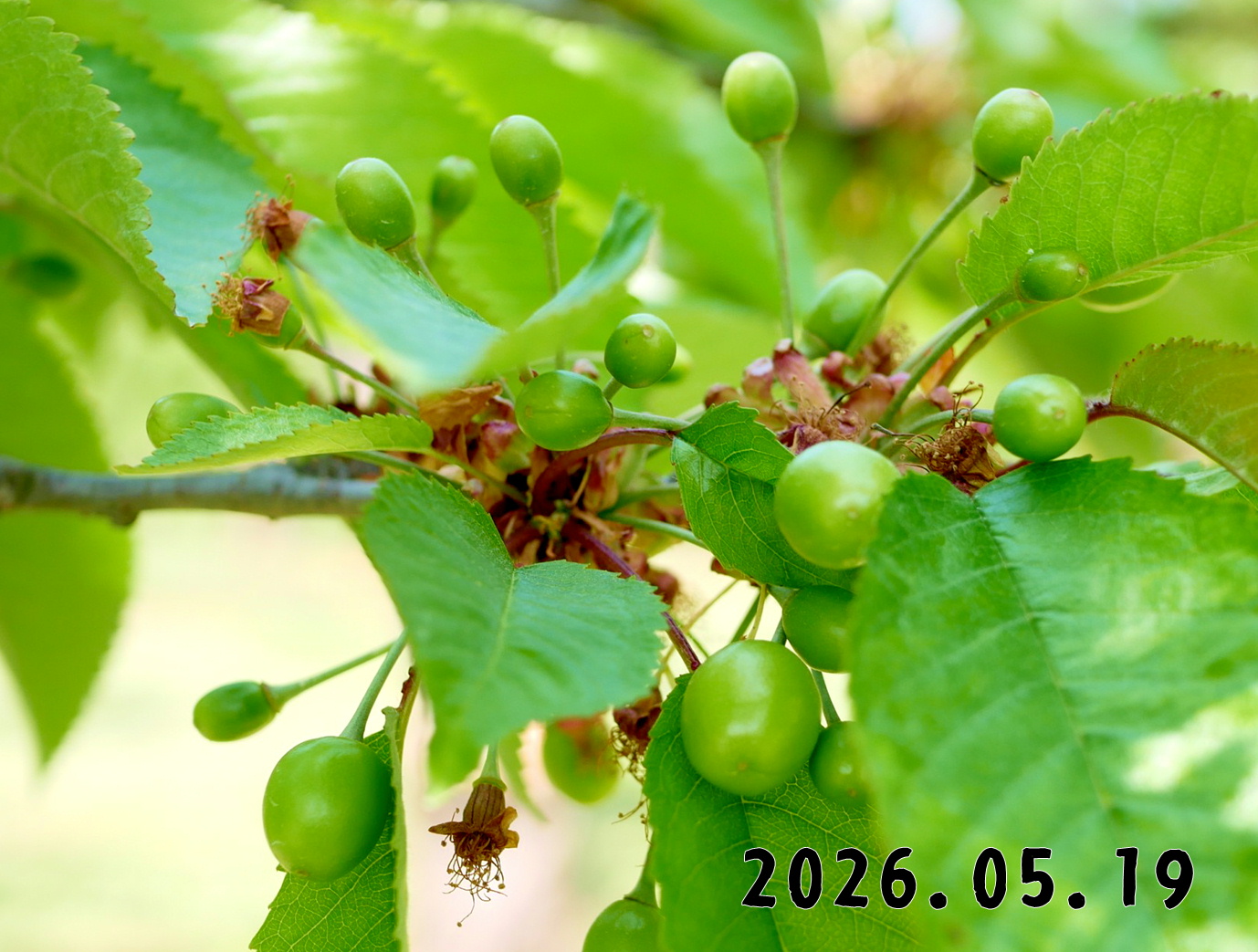 森の中の果樹園のサクランボ