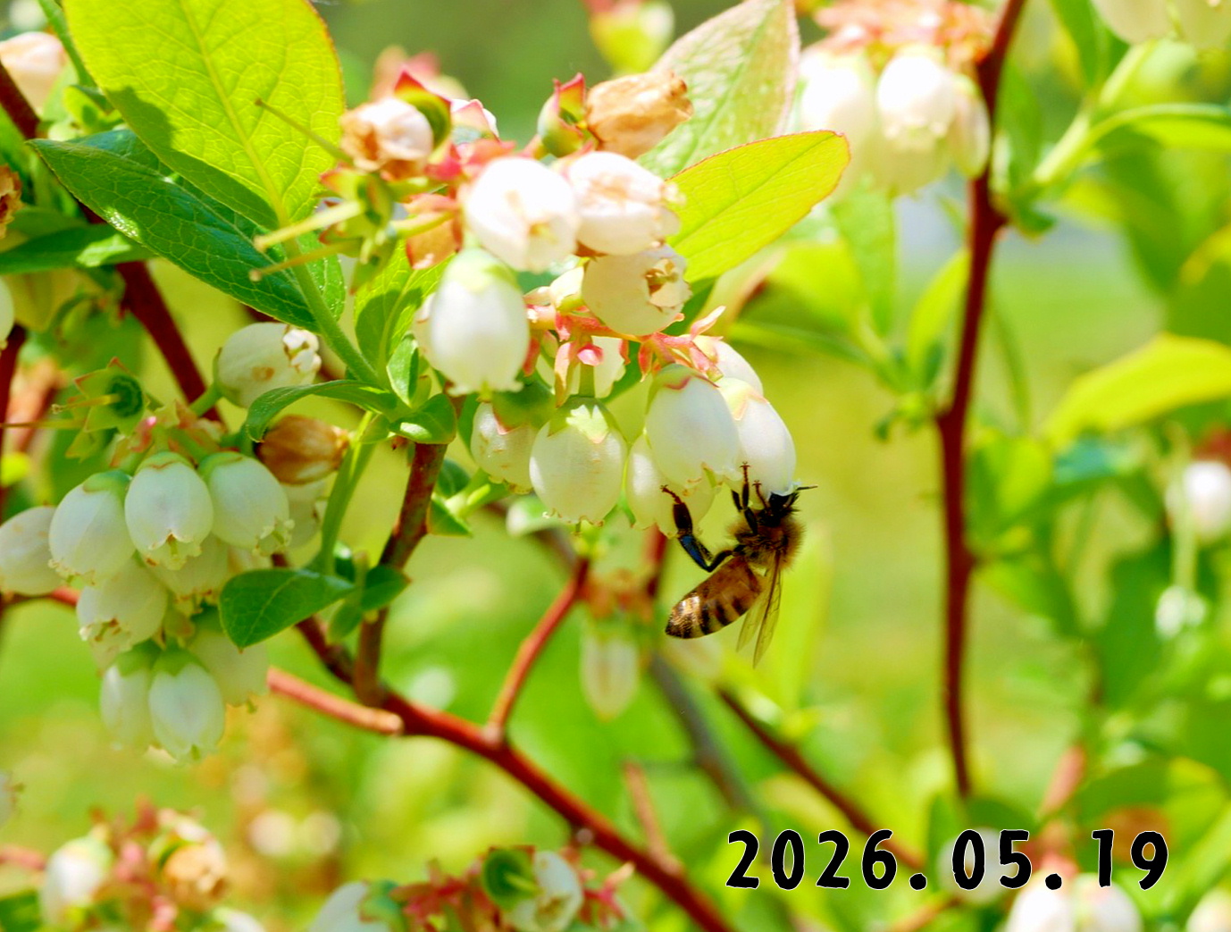 森の中の果樹園のブルーベリー