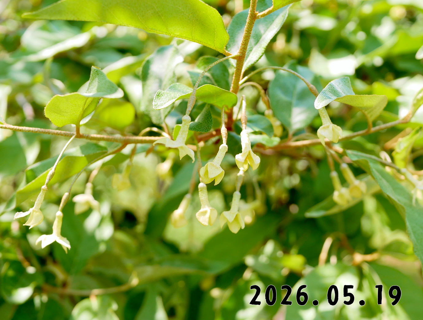 森の中の果樹園のグミ