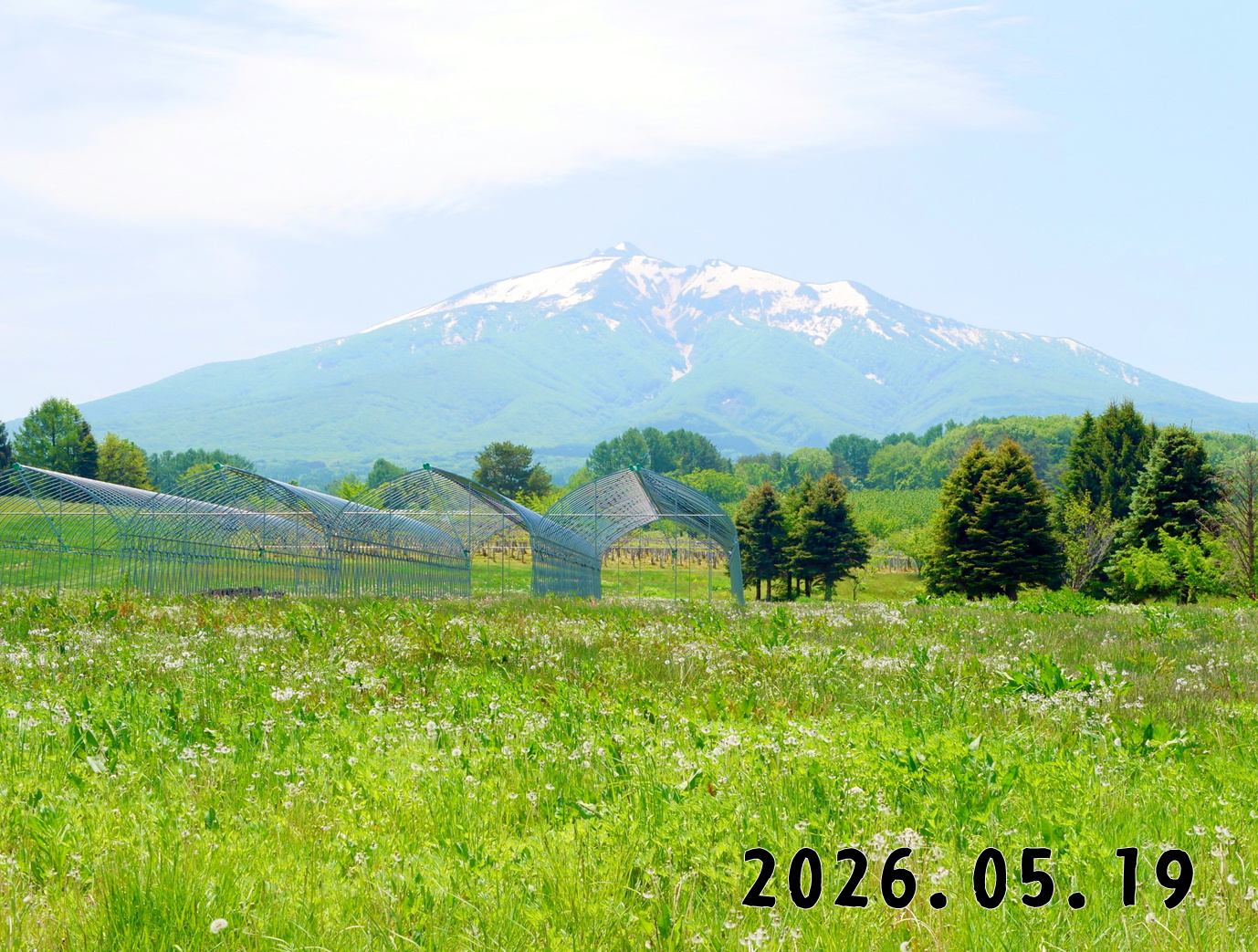 森の中の果樹園のくだもの狩り