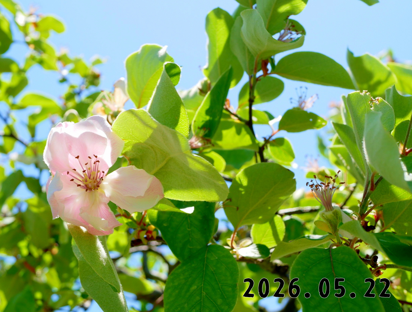 森の中の果樹園のマルメロ