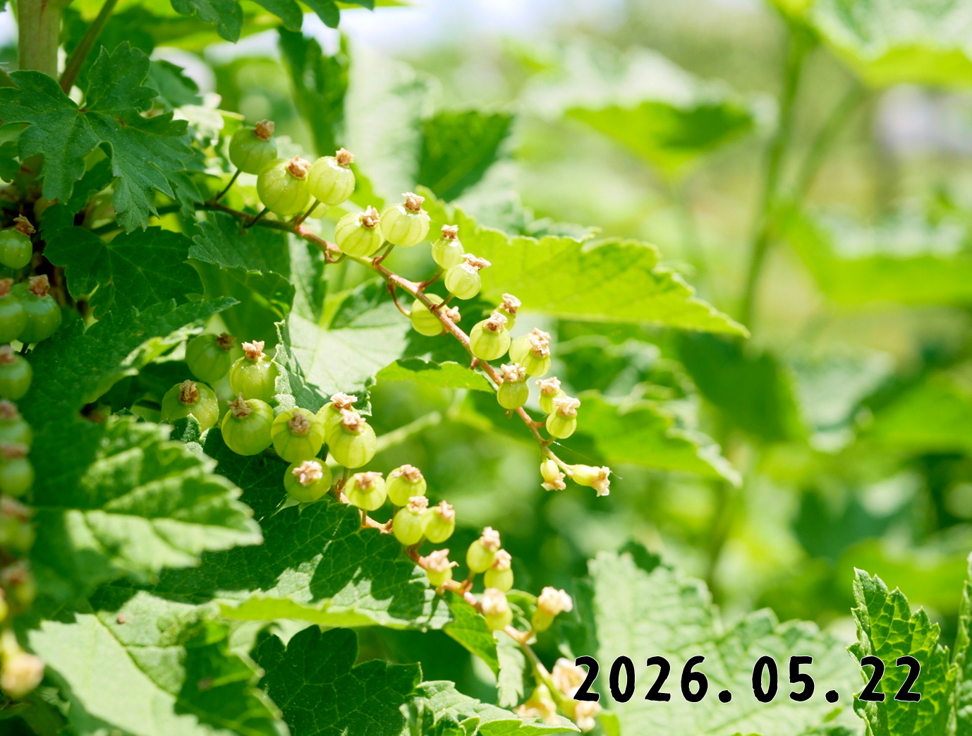 森の中の果樹園のすぐり