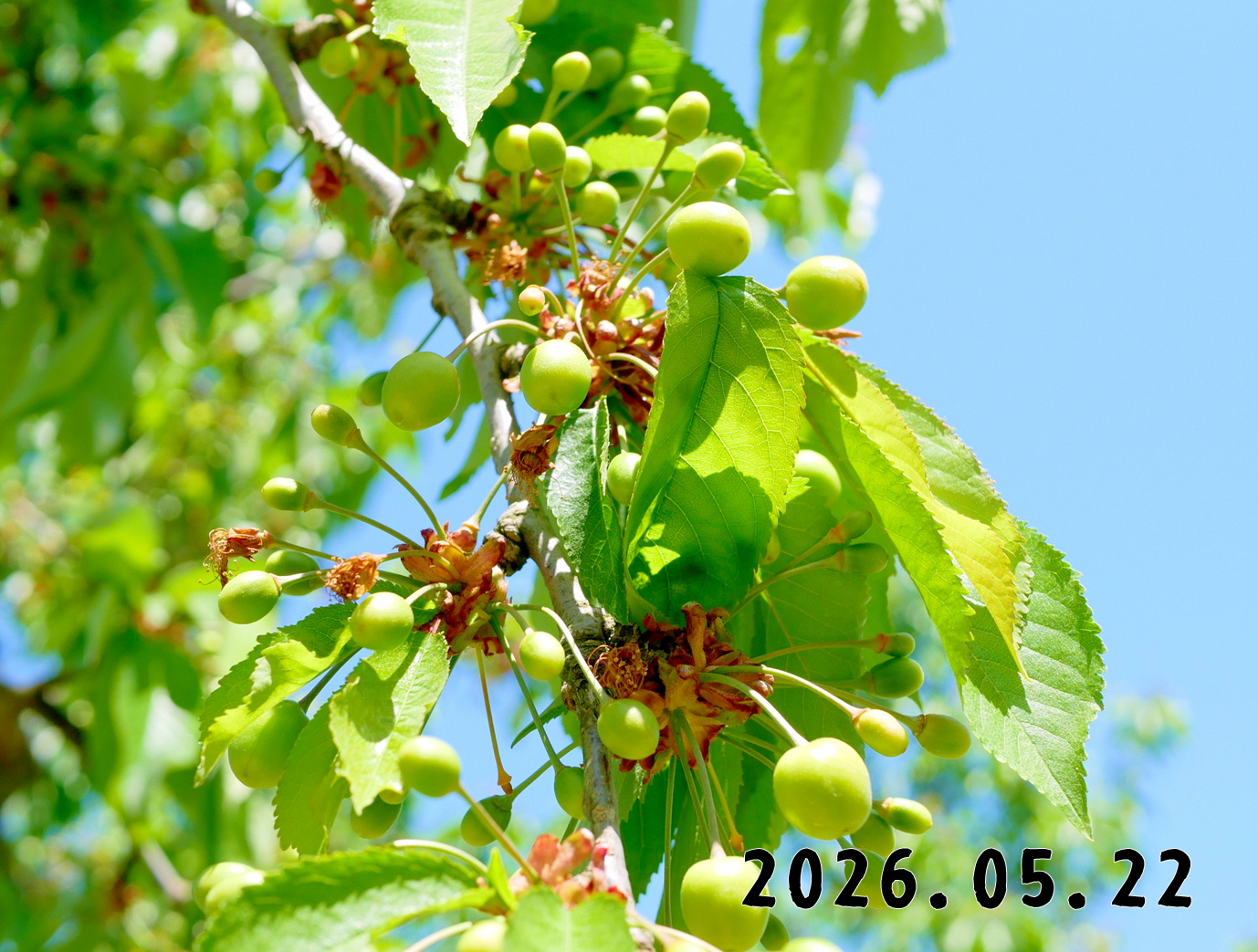 森の中の果樹園のサクランボ