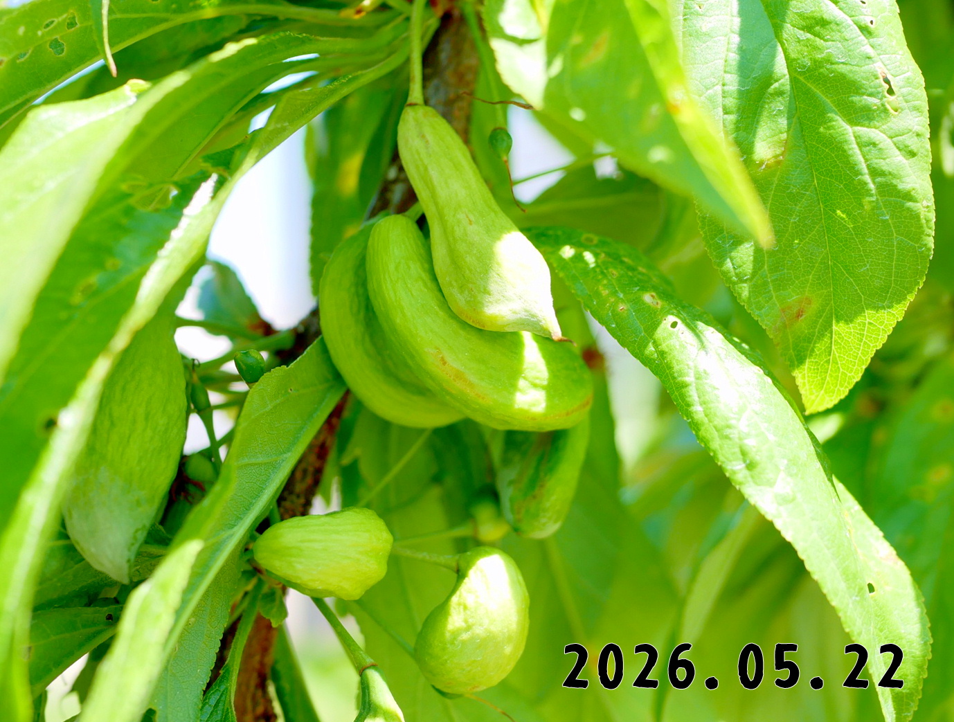 森の中の果樹園のプラム