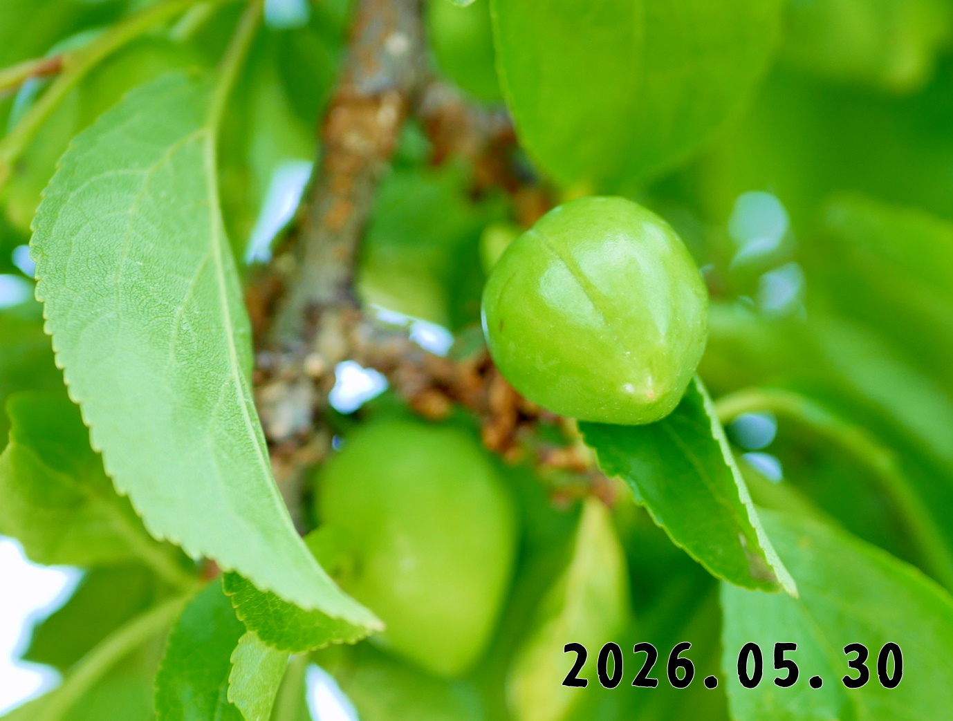 森の中の果樹園のプラム