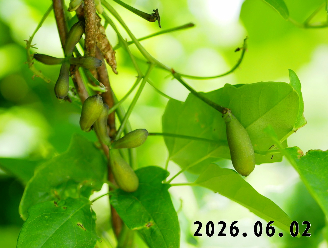 森の中の果樹園のアケビ