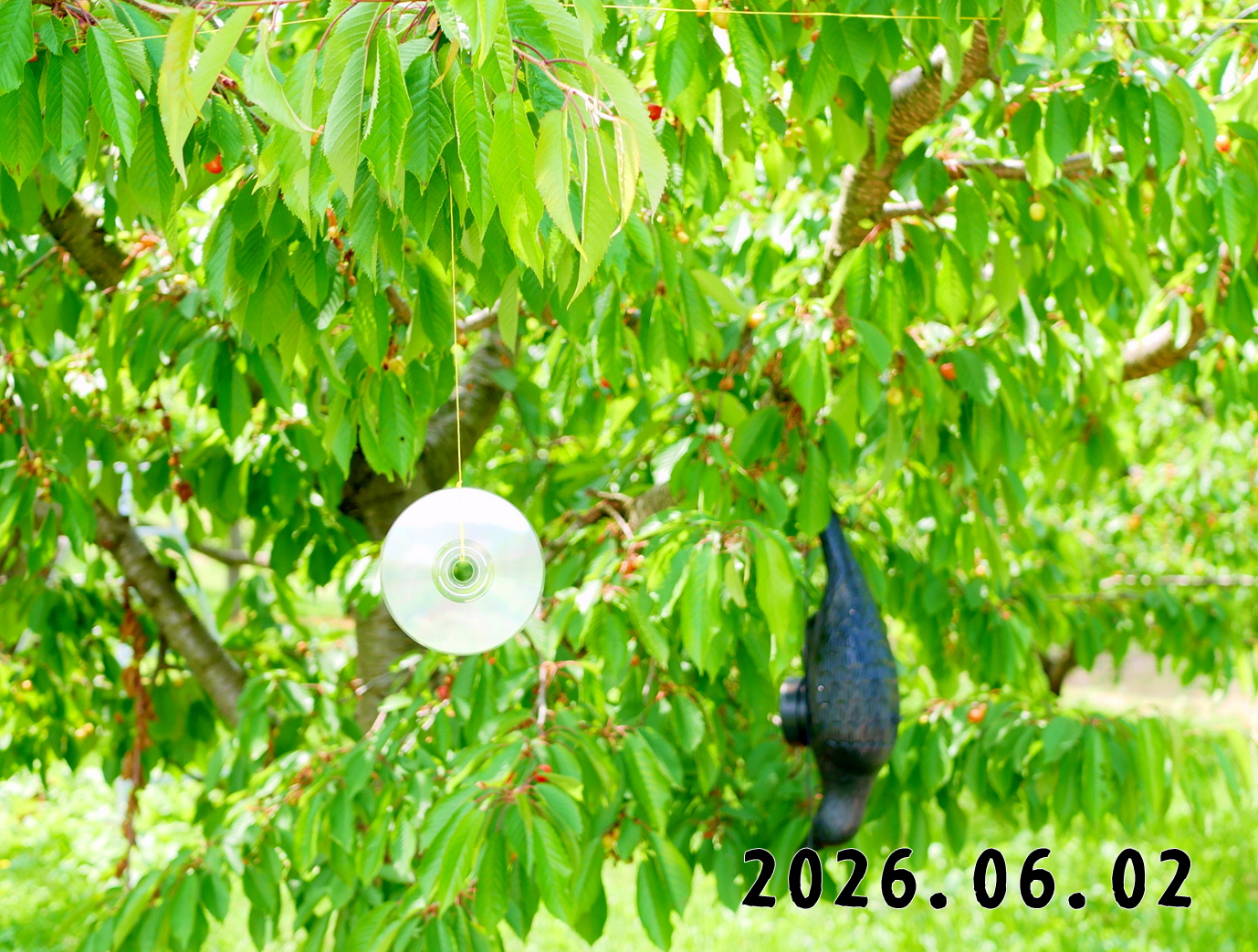 森の中の果樹園のくだもの狩り
