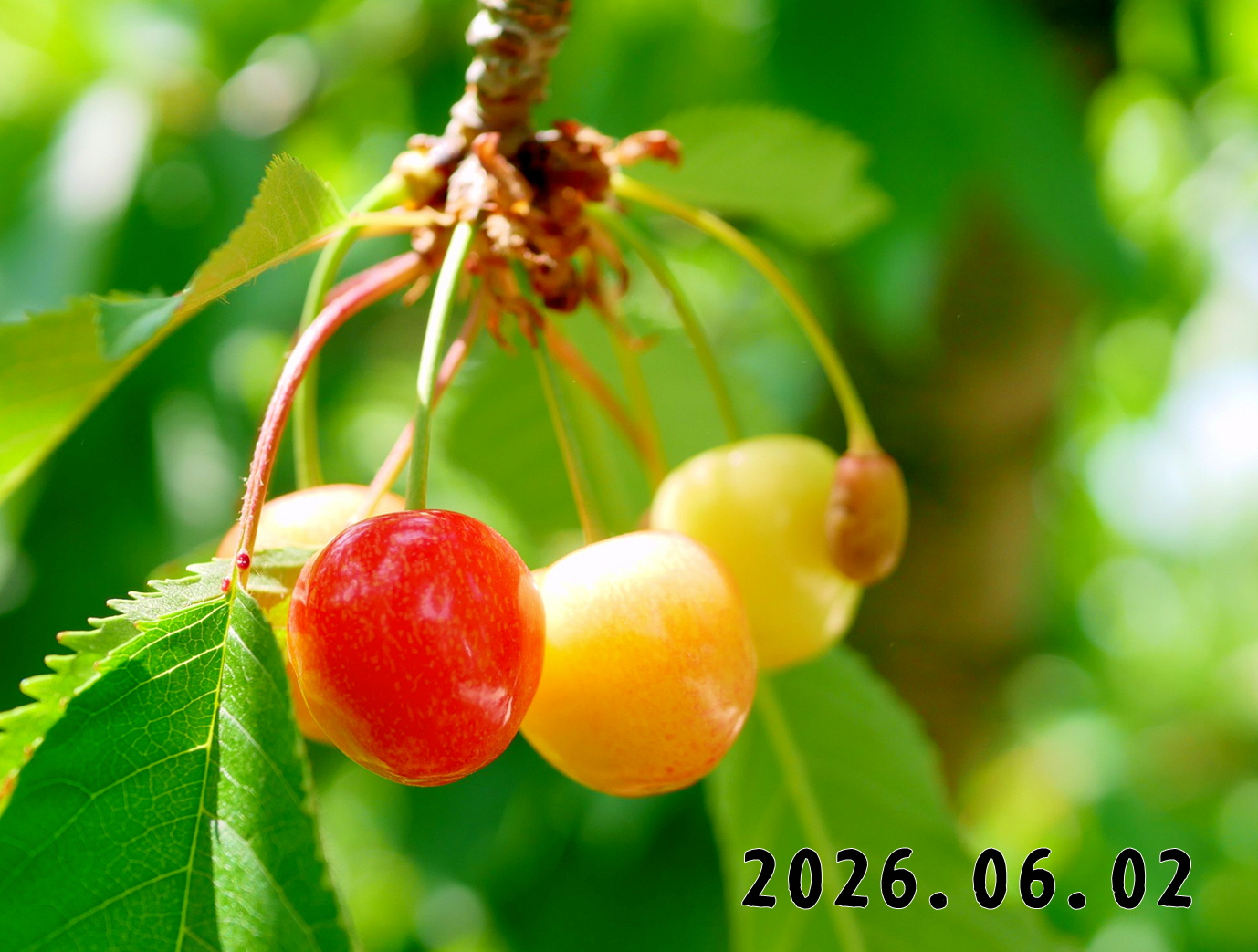 森の中の果樹園のサクランボ