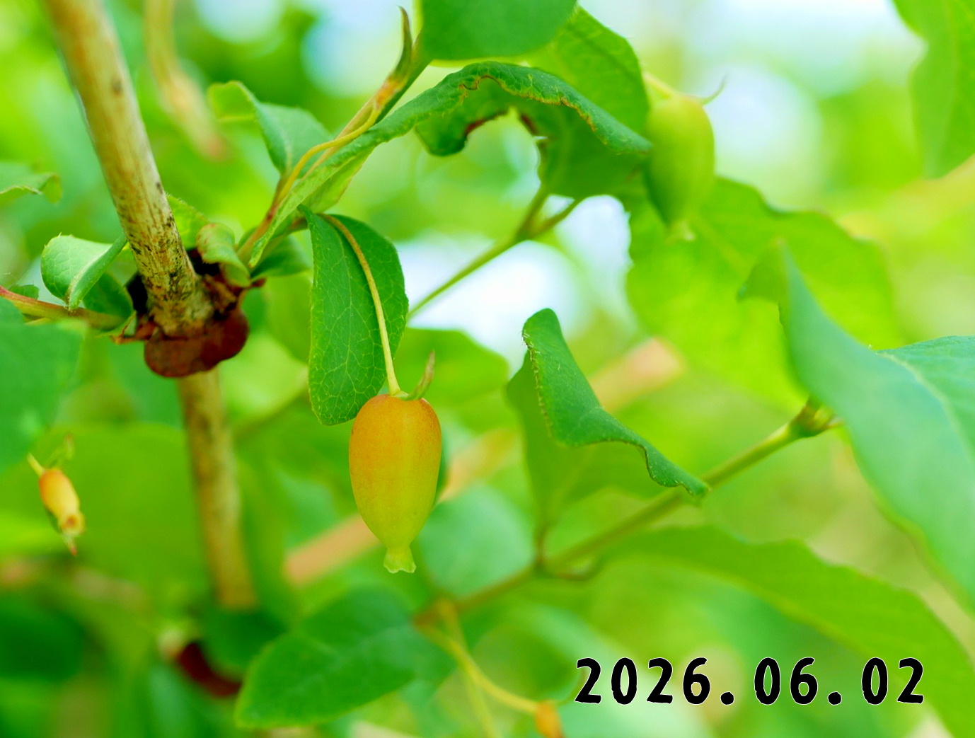 森の中の果樹園のハスカップ