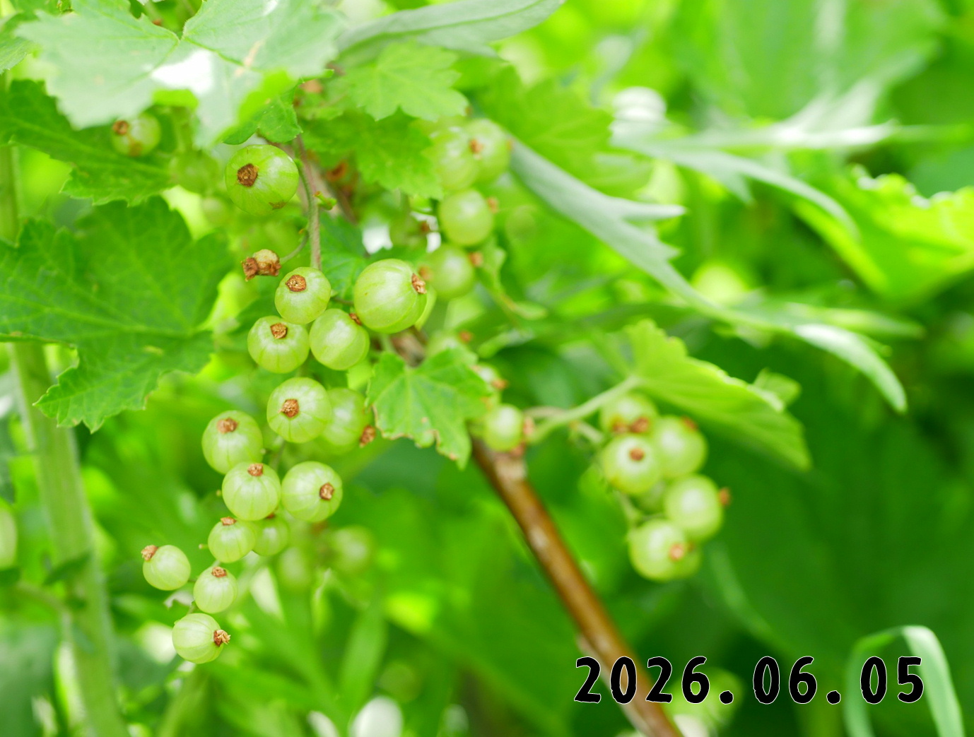 森の中の果樹園のすぐり